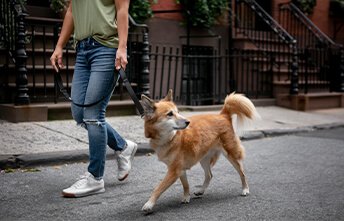 Köpek Bakımı (Dog Walker) Hizmeti